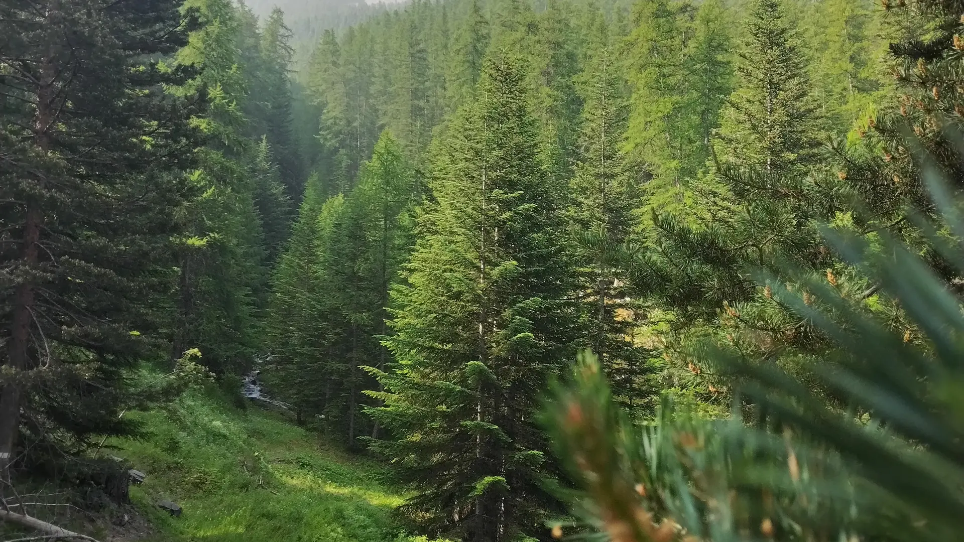 Forêt autour du Clos des Près