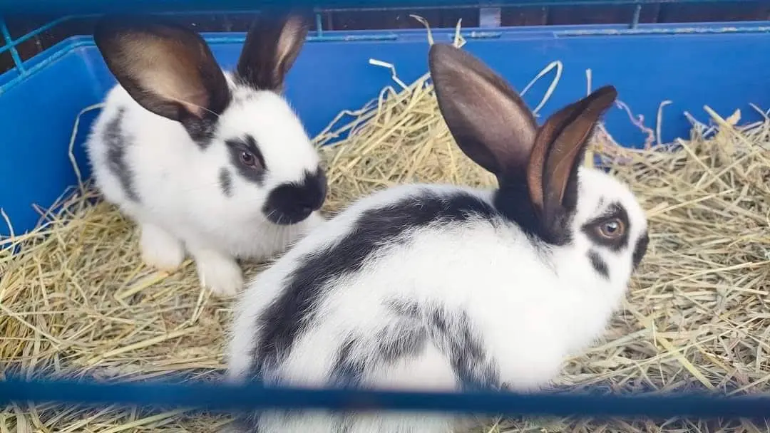 La Mini Ferme de Crots_Crots