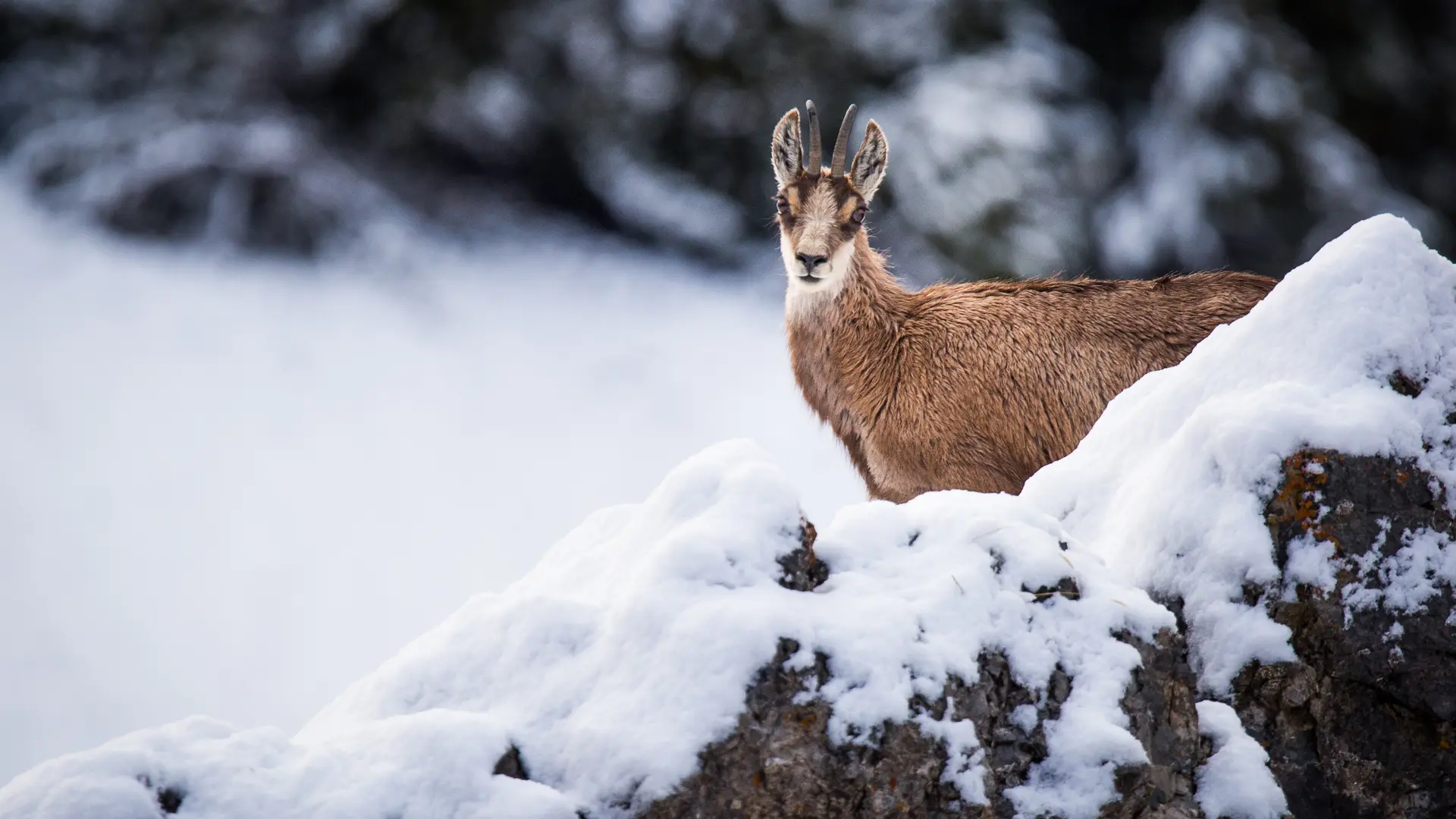 Chamois hiver