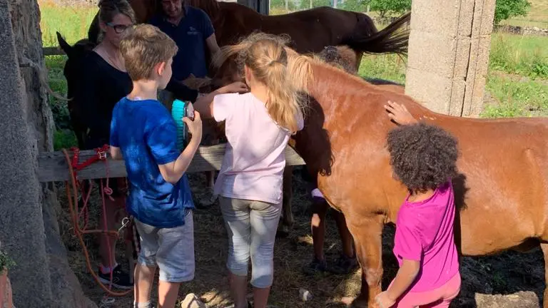 Les chevaux de la ferme des Galoches.