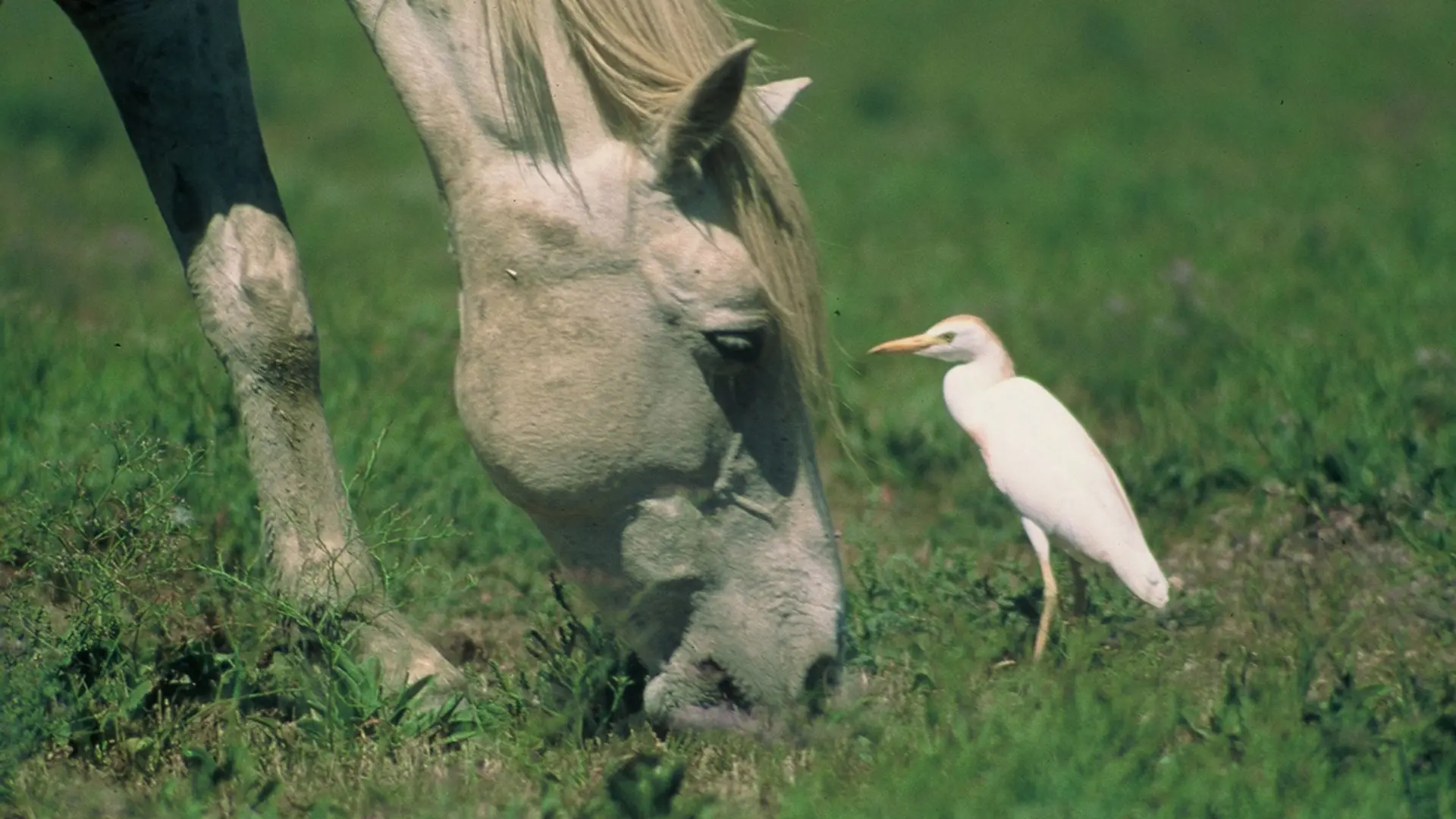 Cheval Camargue et héron garde-boeufs