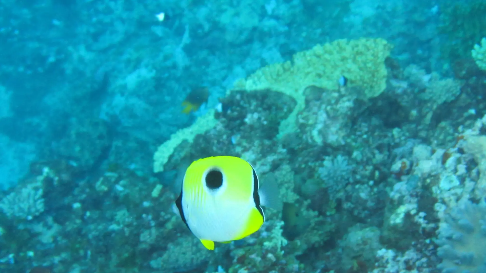 poisson, récif, barrière de corail, poindimié, aqualagoon