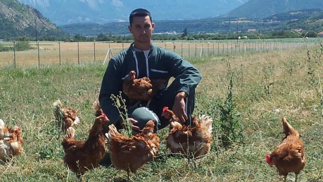 Poules élevées en plein air