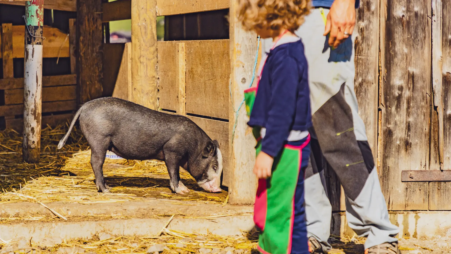 Les cochons de l'atelier les petits fermiers