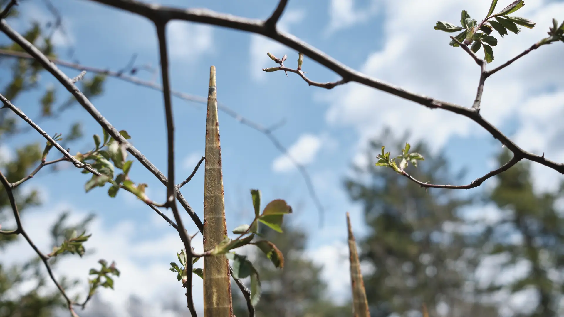 herman de vries, le sanctuaire de la nature et son bois sacré, 1999-2003, Collection musée Gassendi