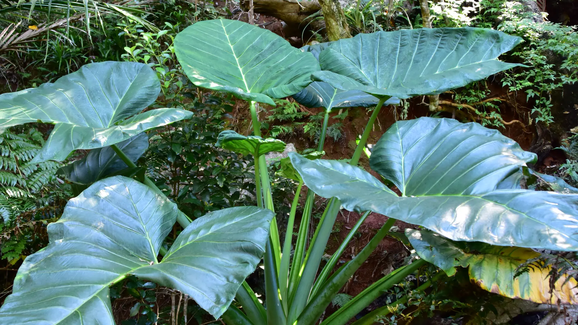 Taro de montagne