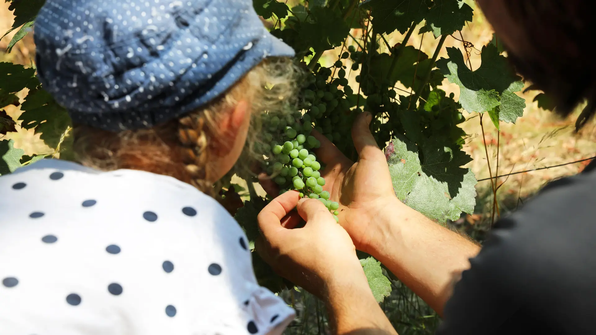 Explication de la vigne au Domaine de Revel