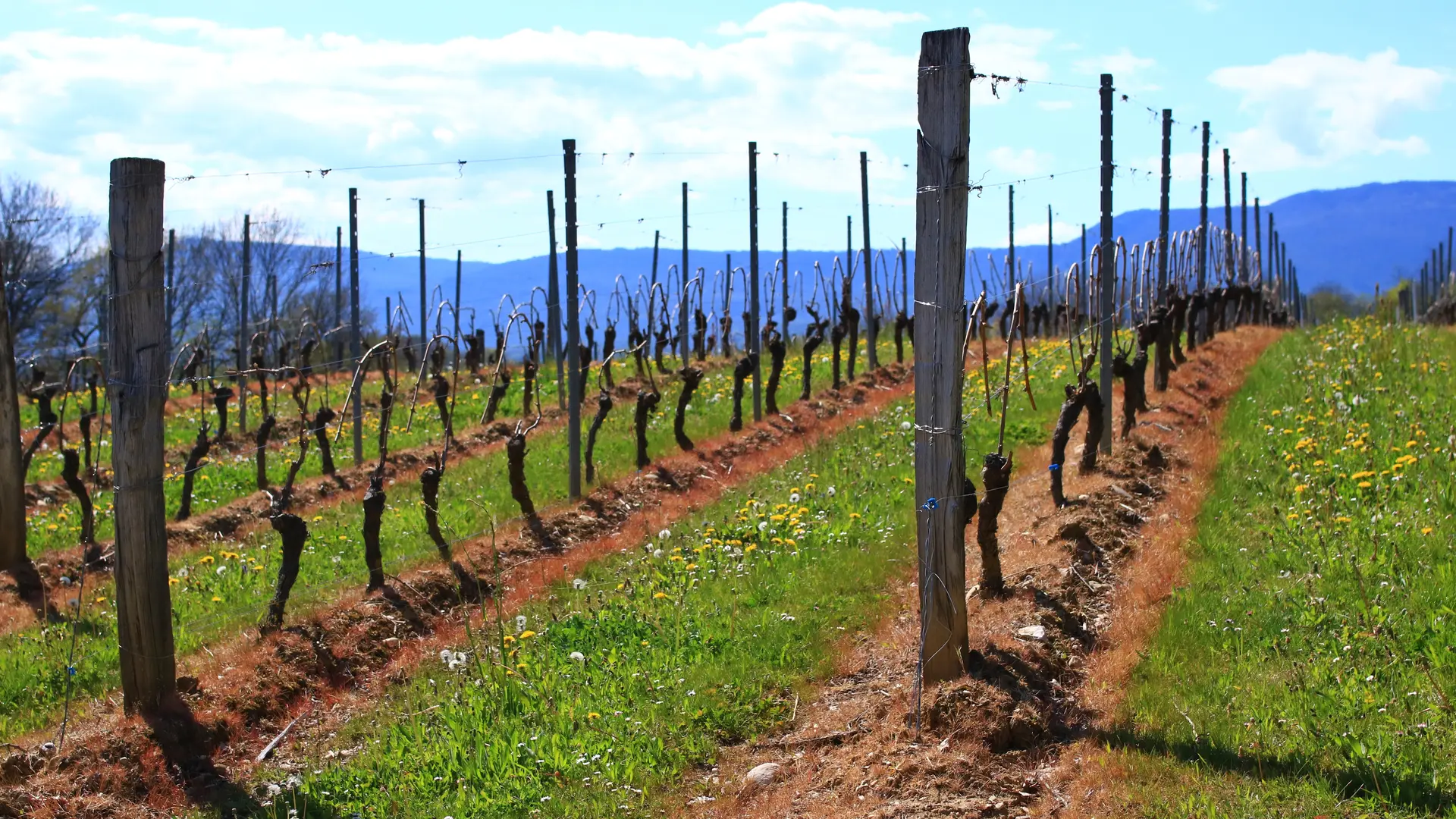 Vignes de la Maison Angelot à Marignieu