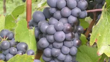 Domaine De La Beliere - Cerdon - Rongier Céline et Gaël