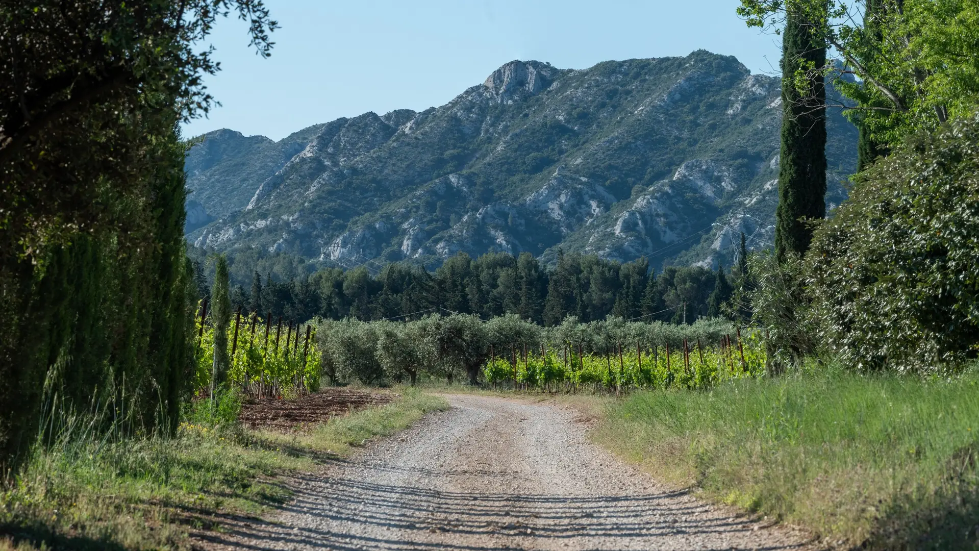 Domaine d'Eole, vignoble à Eygalières