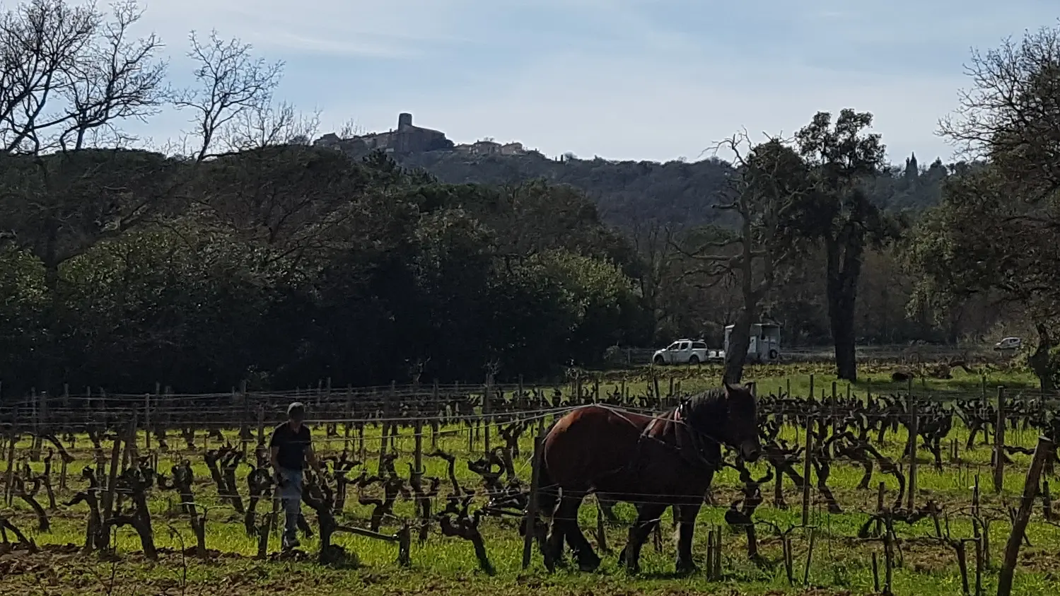 Travail du sol au cheval au château Barbeyrolles