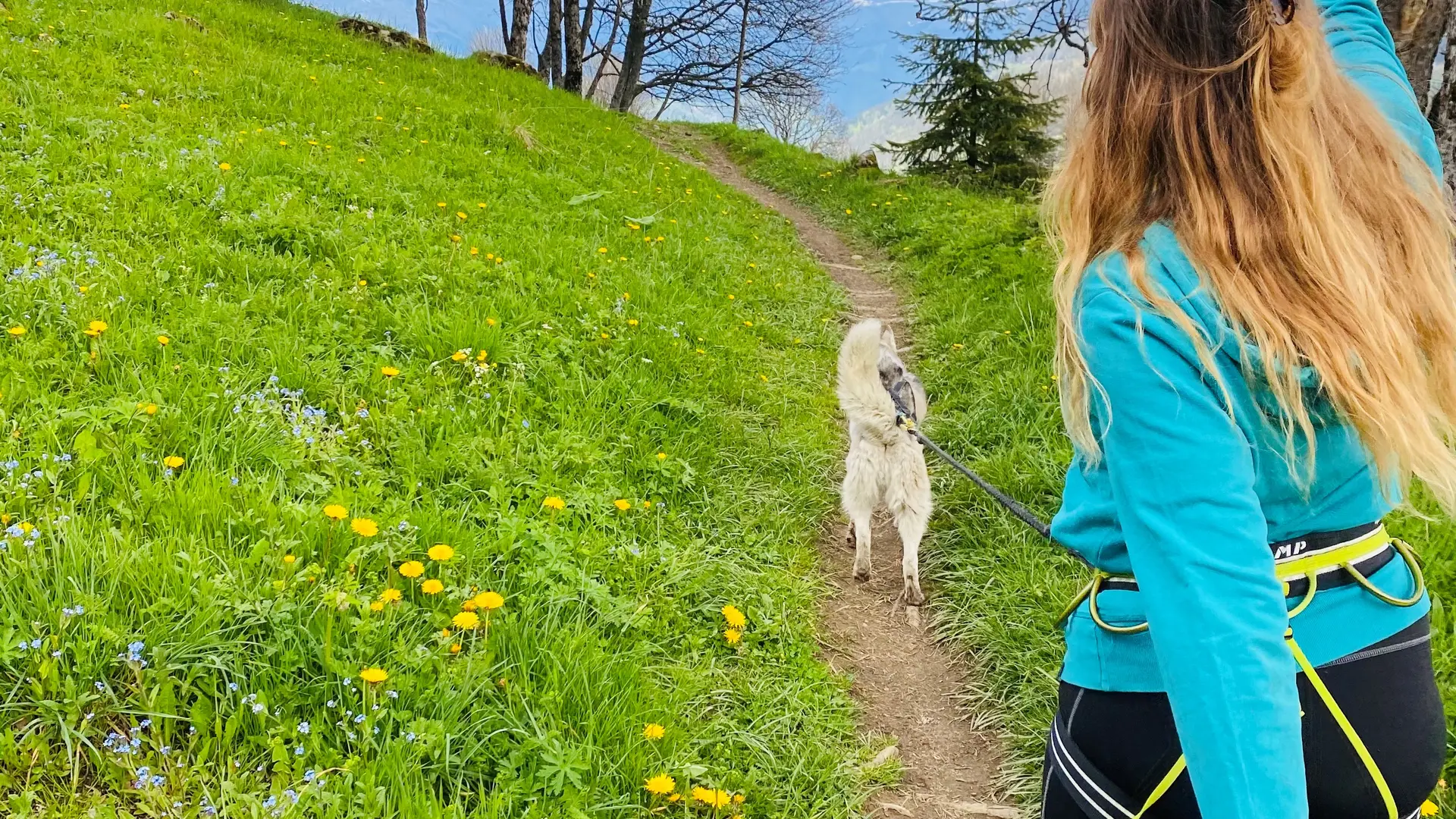 Balade avec un Husky