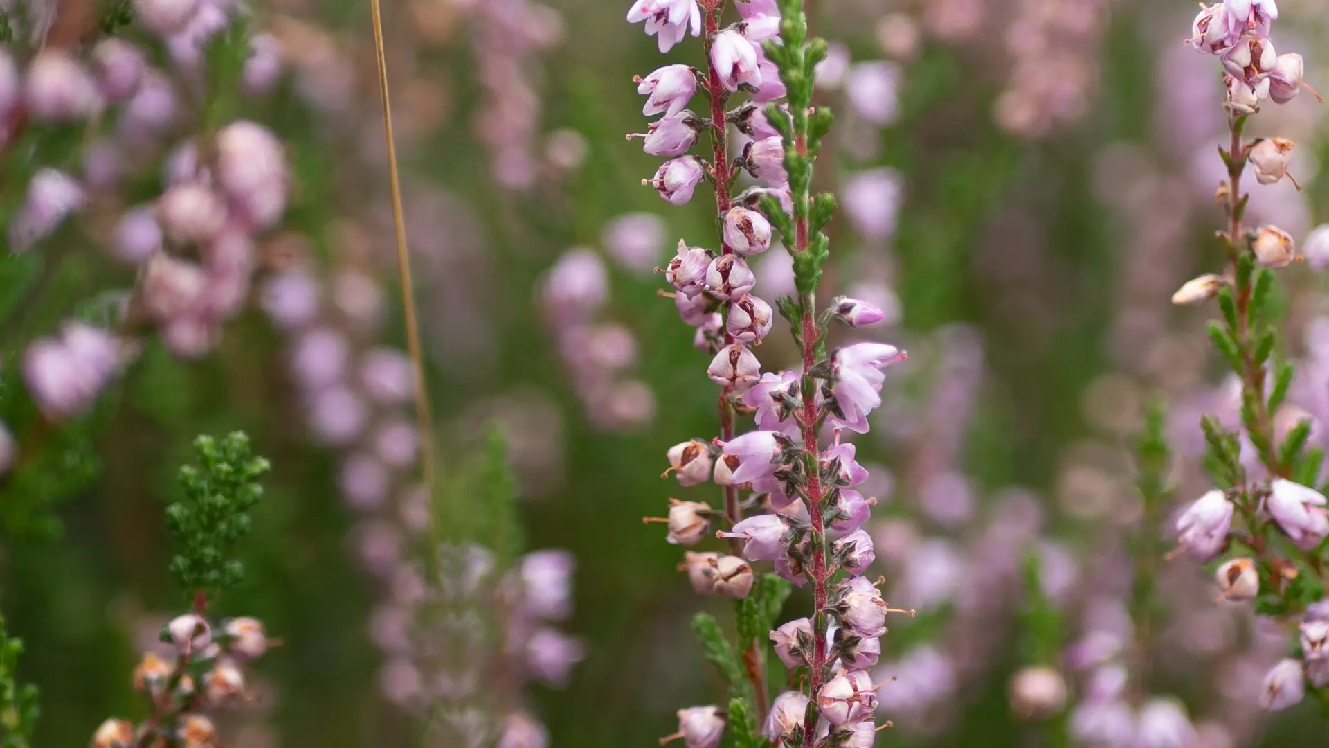 Bruyère au Plateau de la Verrerie à Saint-Nicolas-des-Biefs