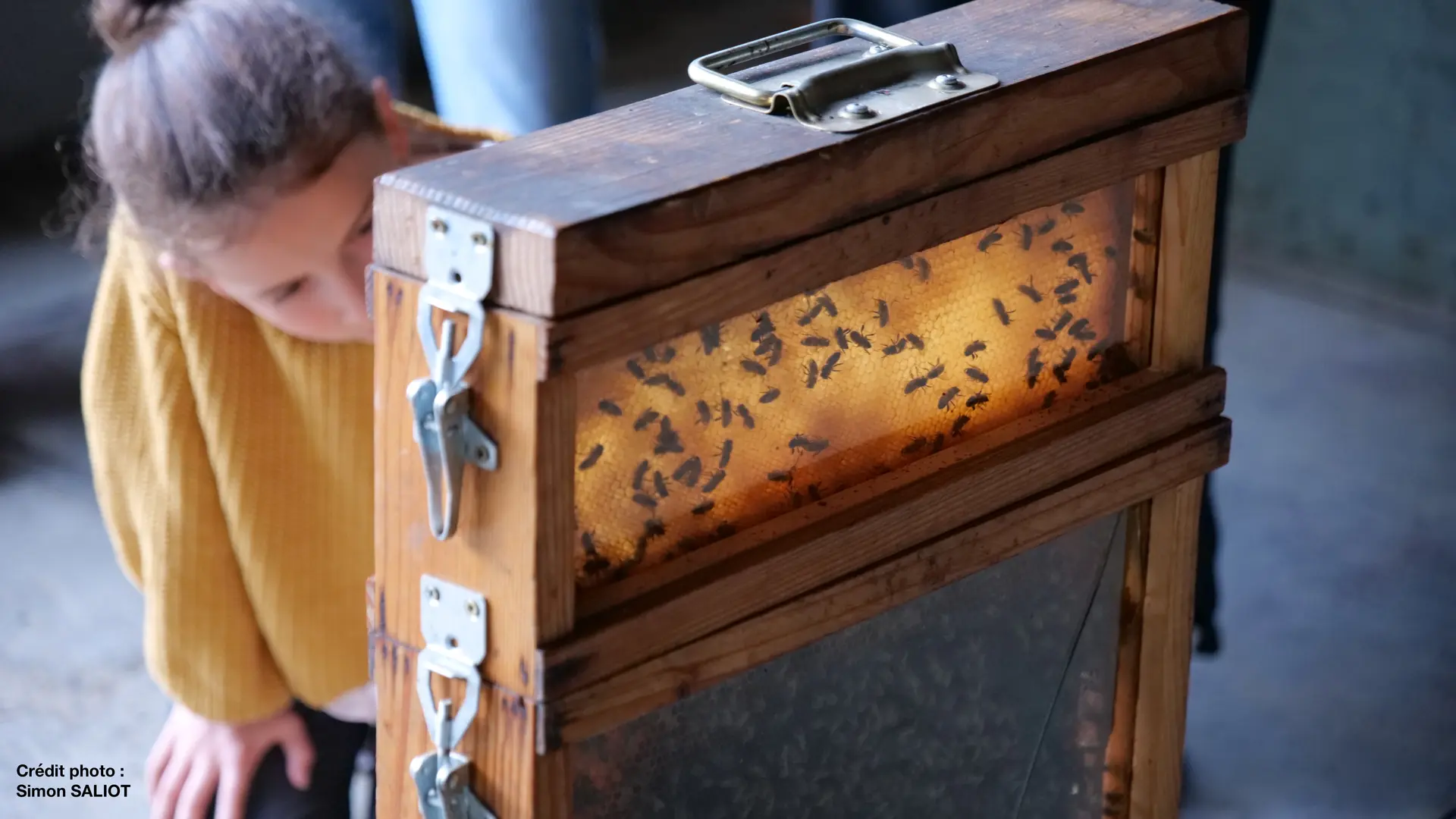 A la découverte de l'apiculture