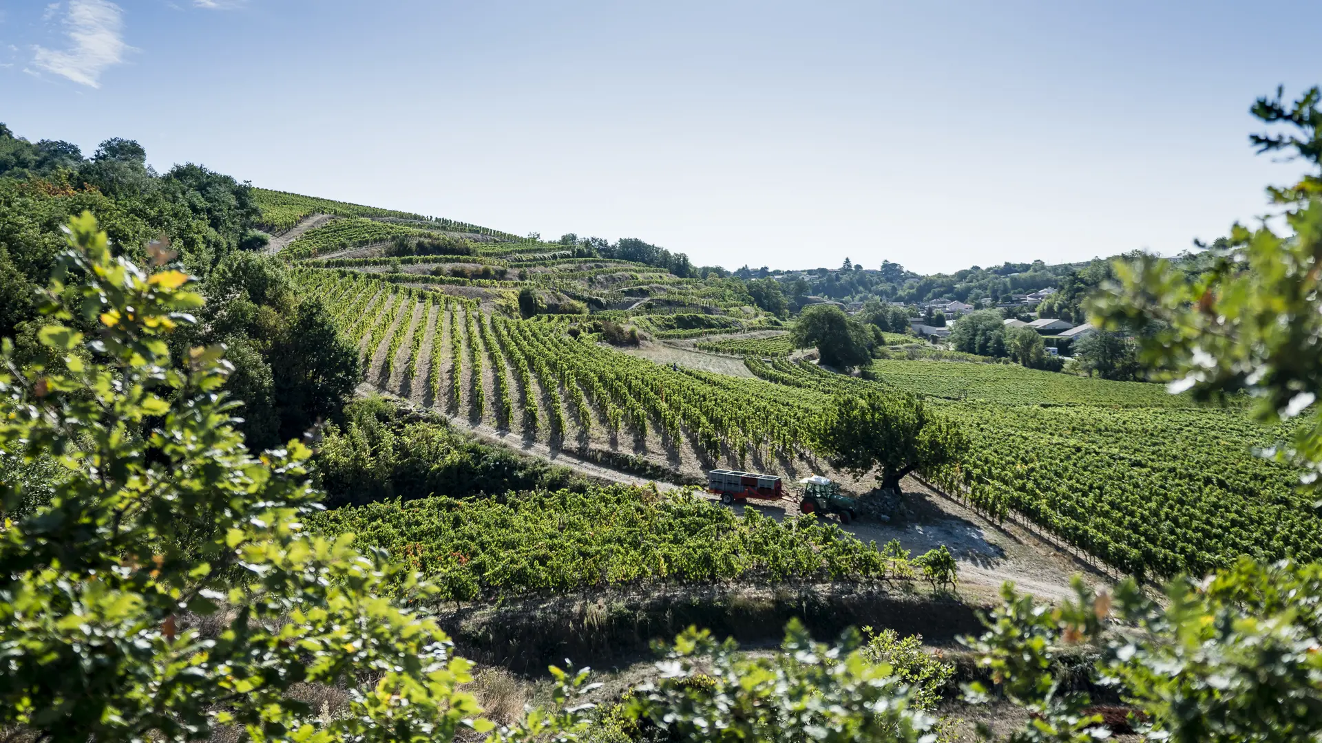 Vignes