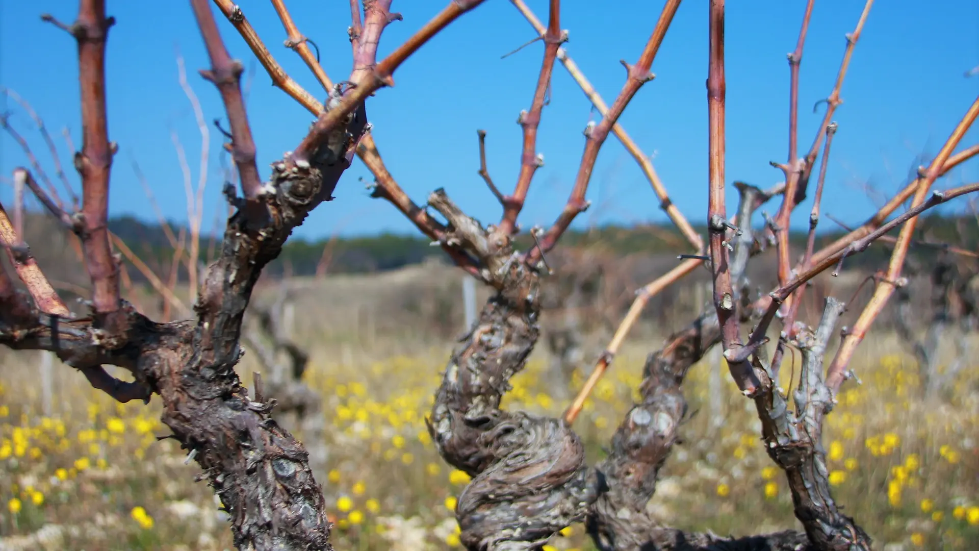 Grenache en hiver