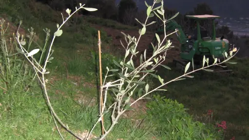 Plantation d'un jeune olivier