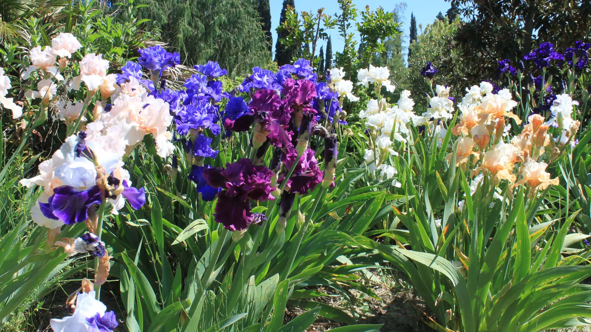 Jardin Bambous en Provence à Eyragues