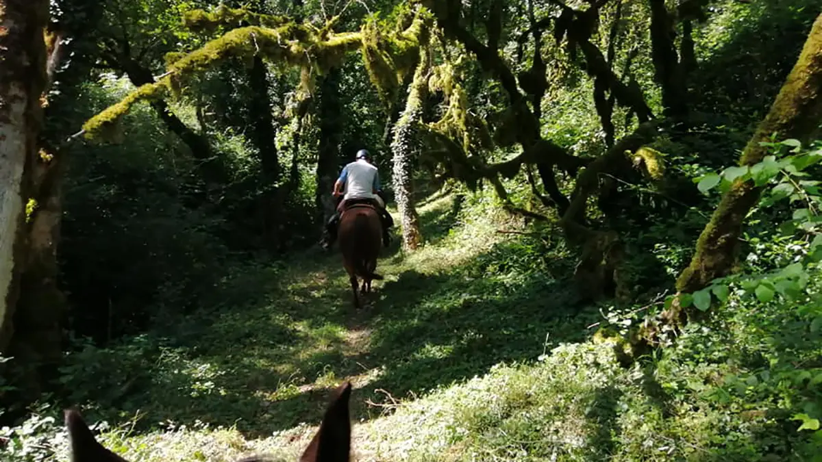 Sous-bois sur le Mont Verjon