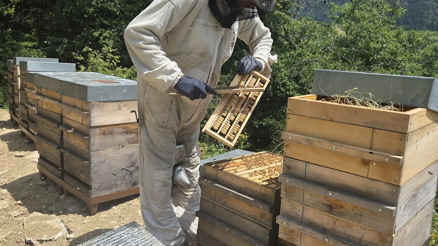 Travail dans les ruches