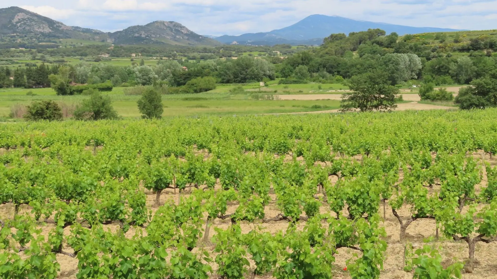 Vue sur le Mont Ventoux