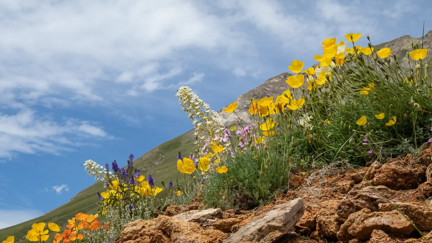 Végétation sur tufs