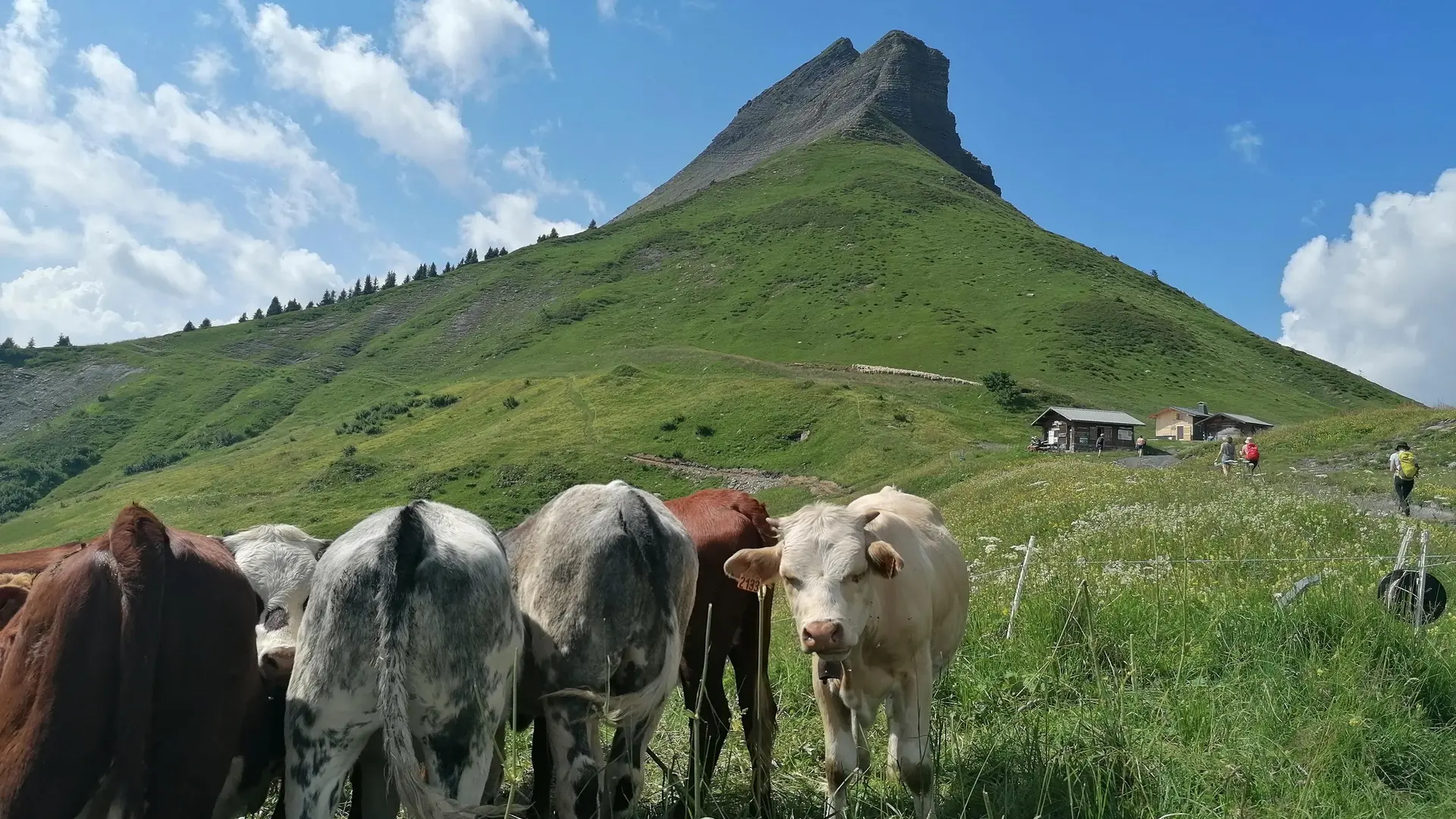 Croisse Baulet et la Cabane du petit pâtre avec les vaches