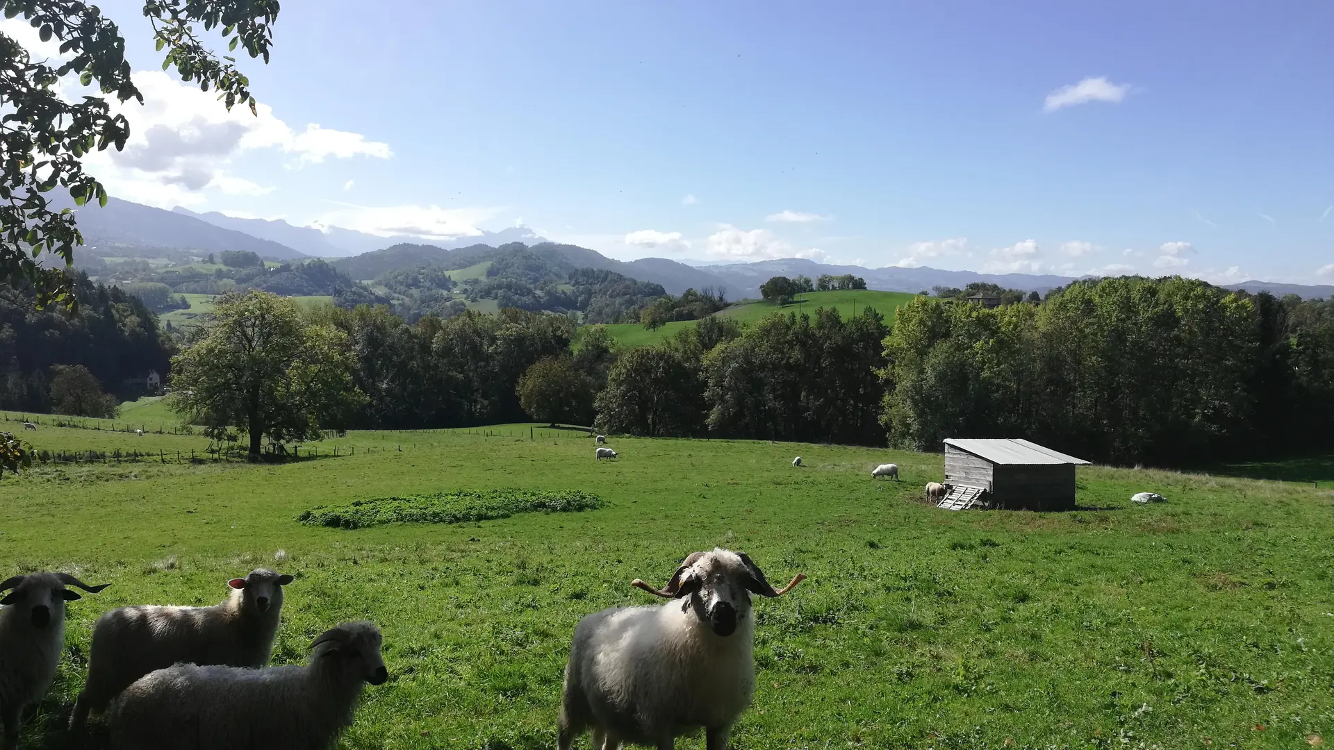 Moutons