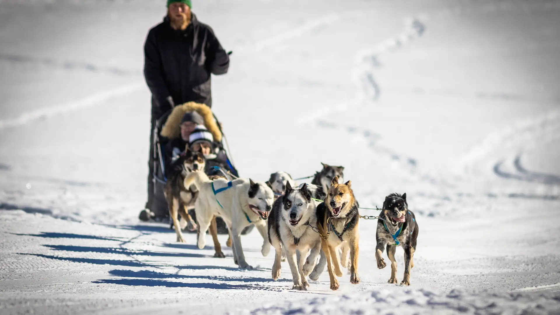 Traineau à chiens