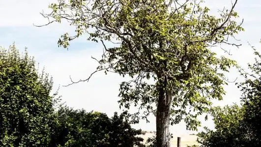 Le jardin privatif