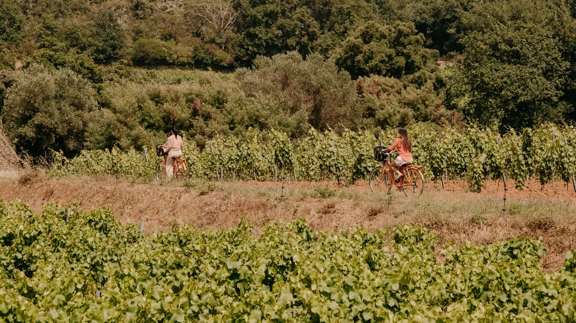 Vue sur les vignes