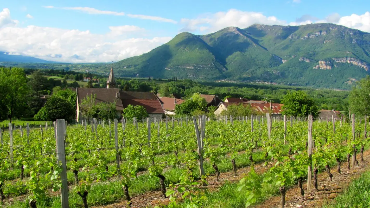 Vignoble du bugey au pied du grand Colombier