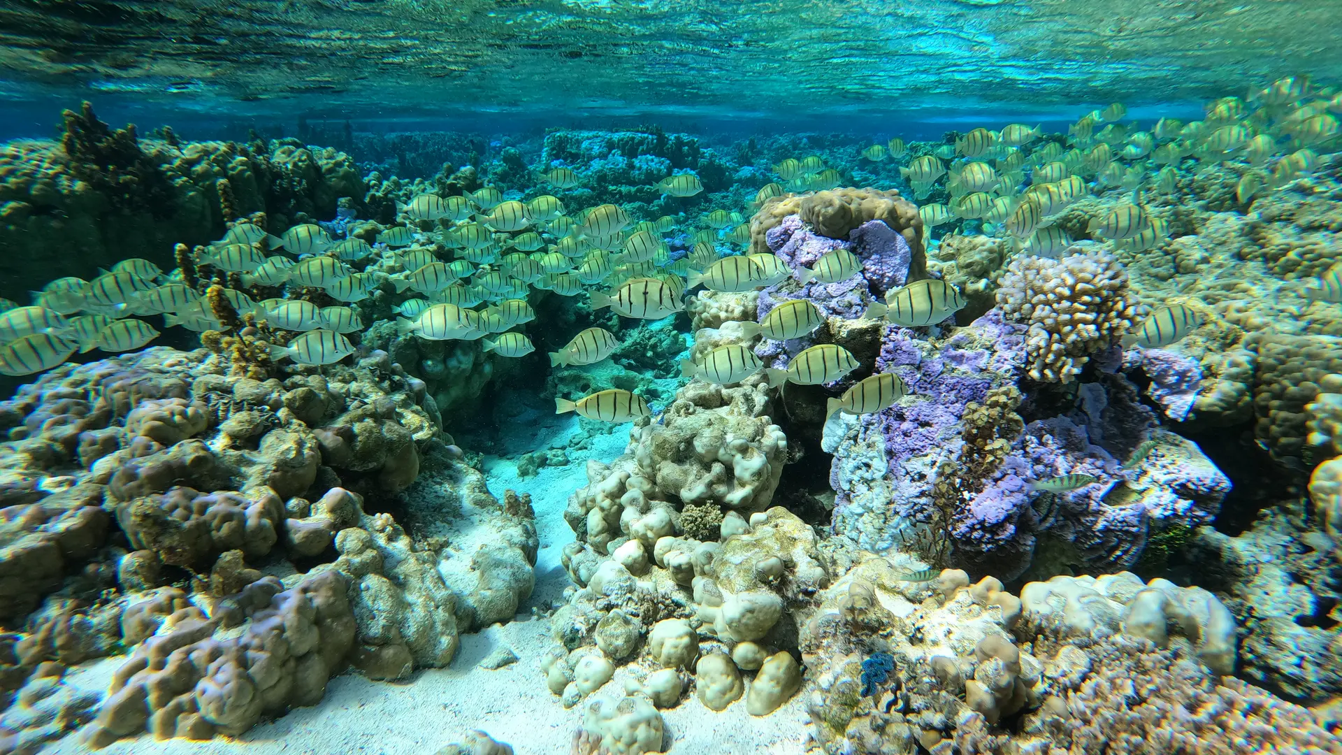 Les poissons tropicaux de Bora Bora