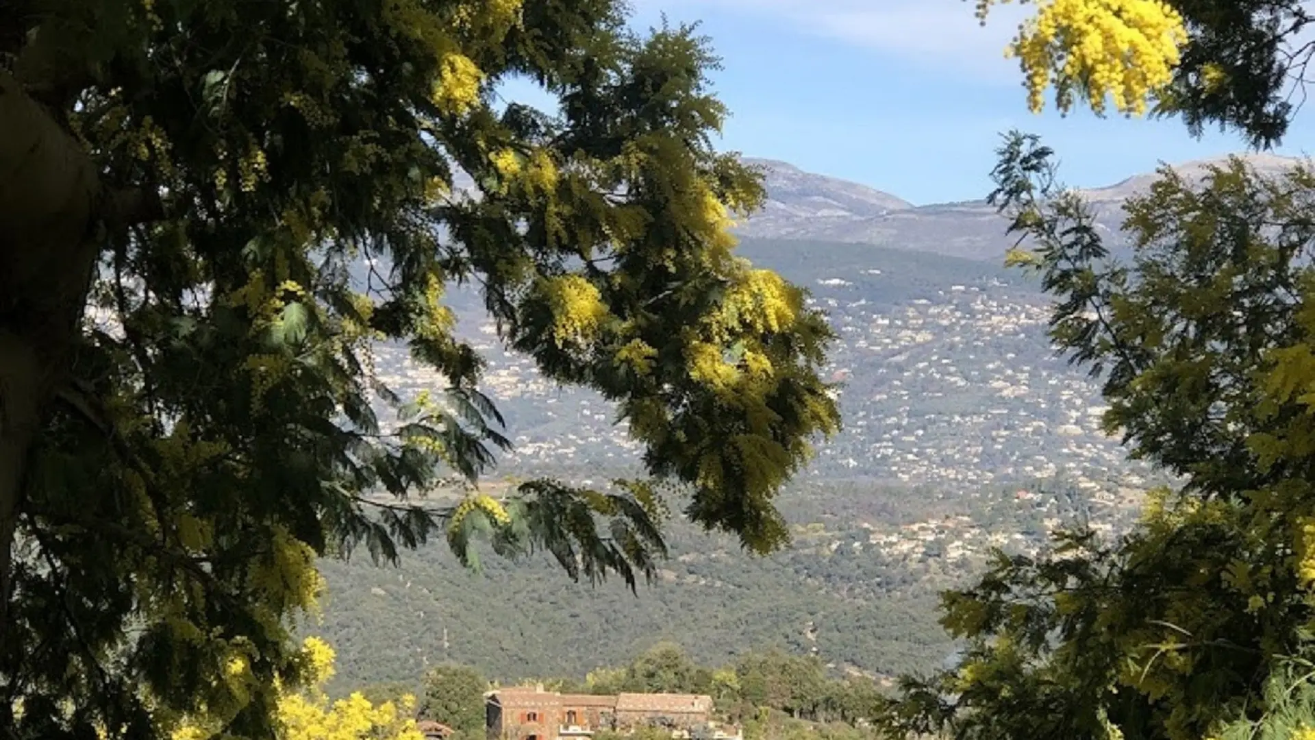 Panorama forêt de mimosas