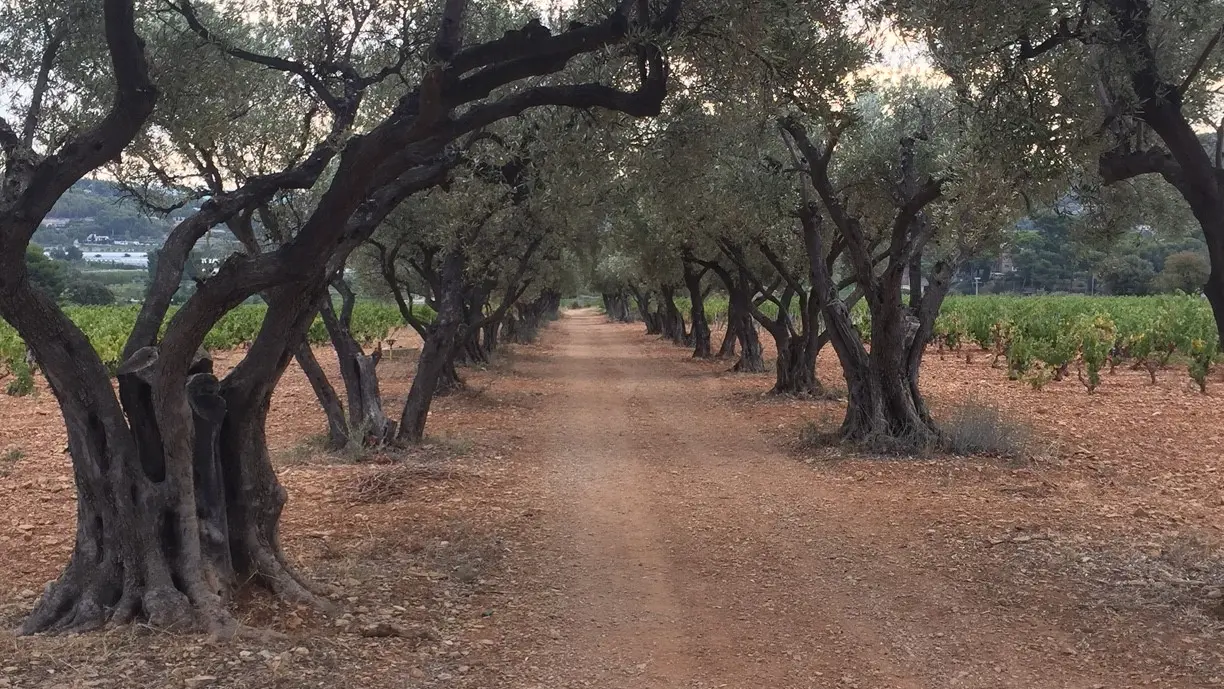 Allée d'oliviers du GR