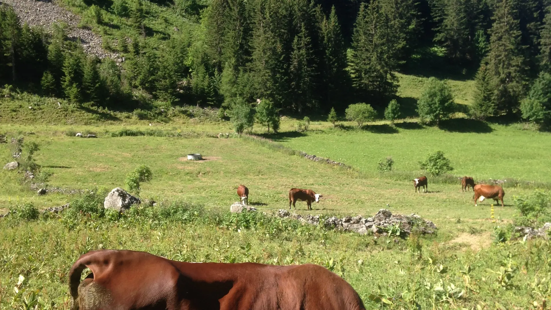 Troupeau de vaches Abondance