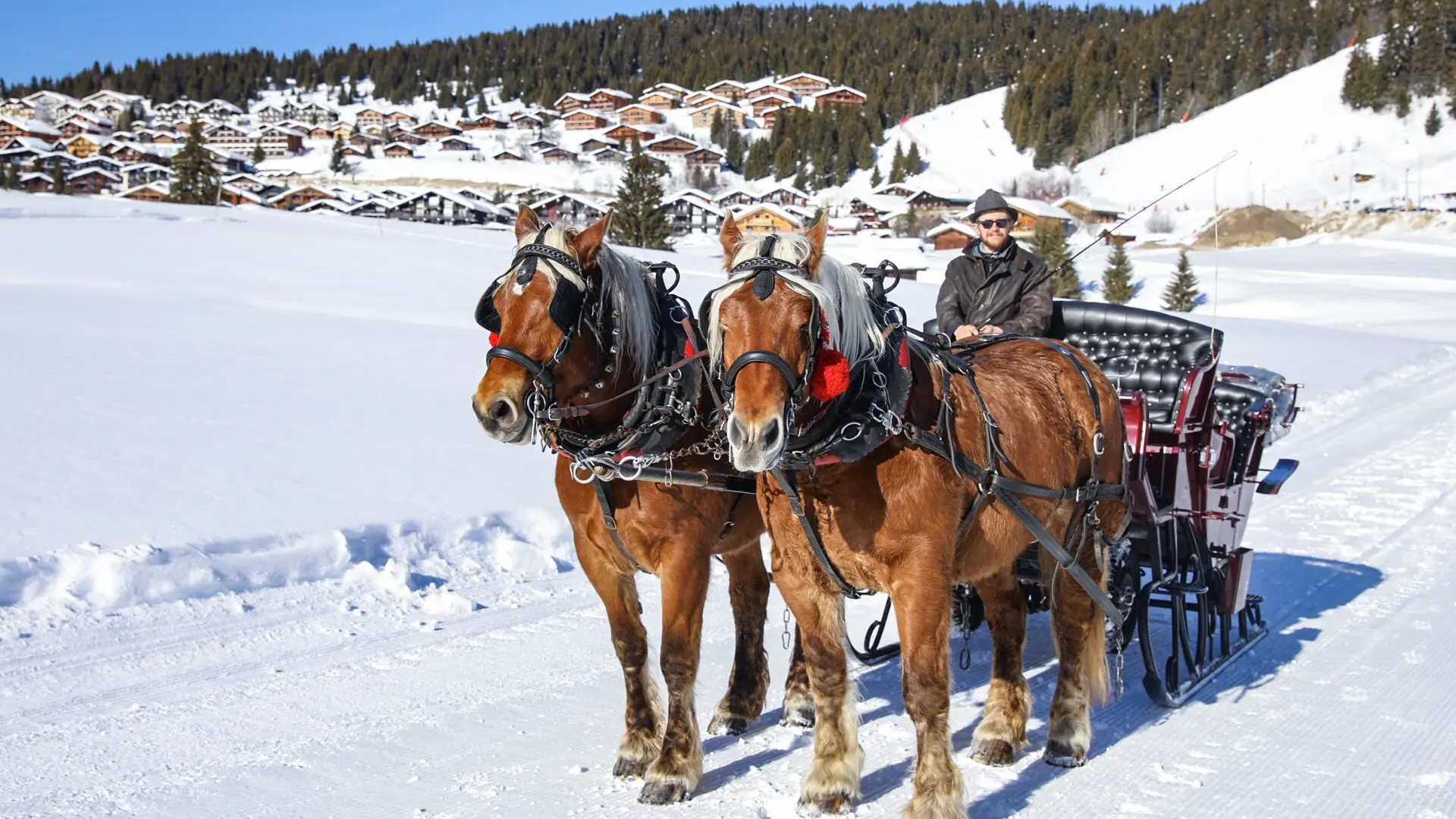 Attelage chevaux de trait