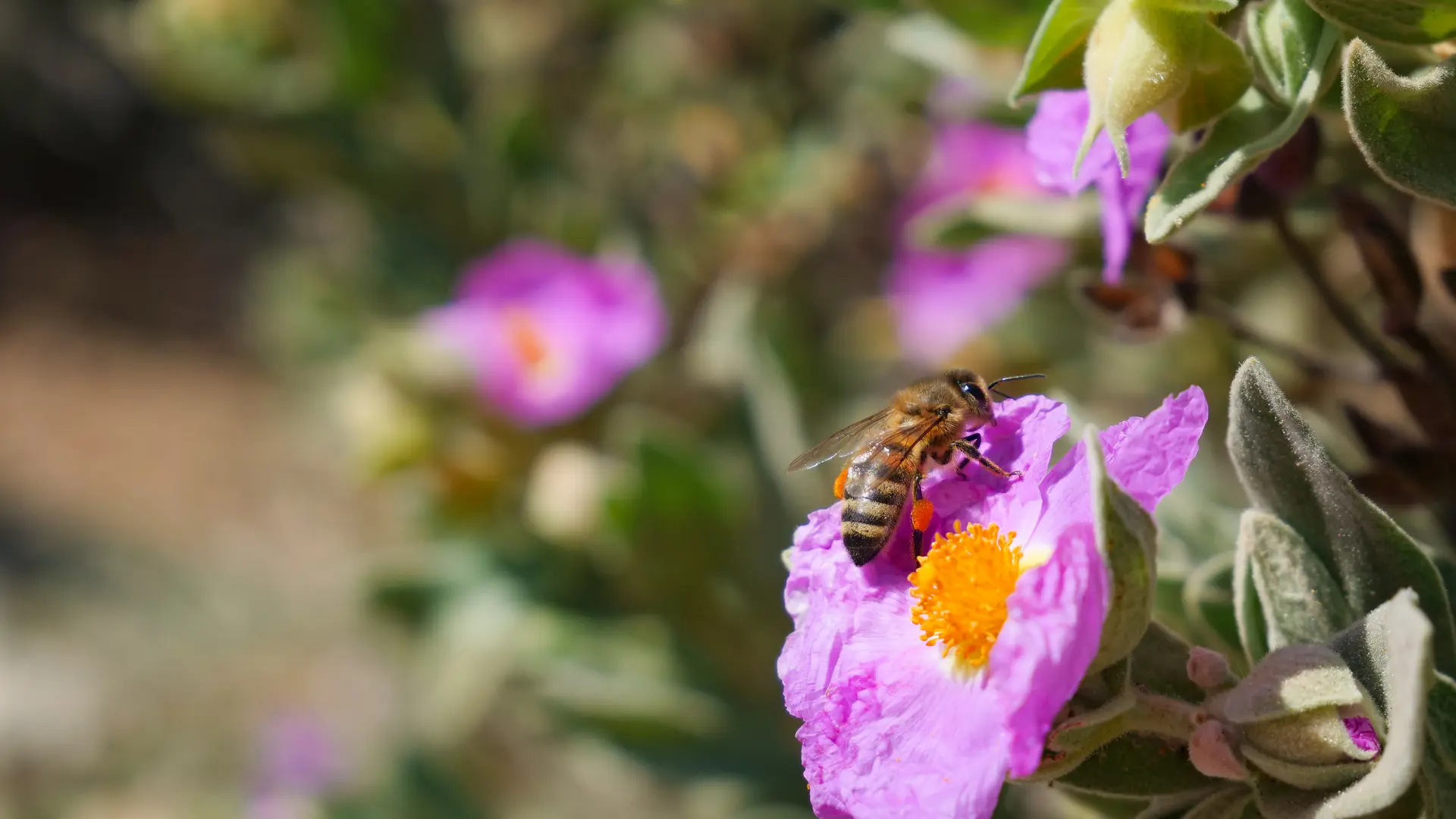 Le sentier des vignes
