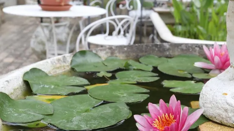 Le jardin de ville, fleuri