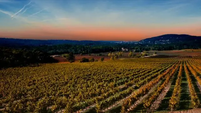 Champ de vignes