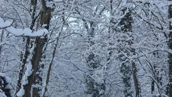 En Hiver dans le parc