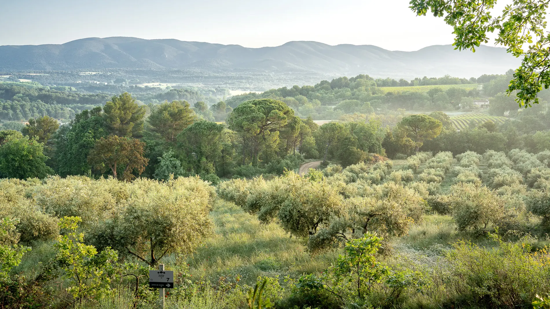 Pique-nique dan l'Oliveraie à La Bastide du Laval_Cadenet