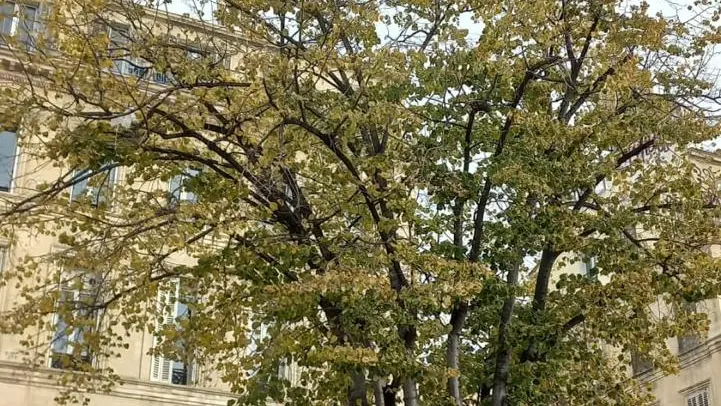 vue extérieur terrasse sous un arbre