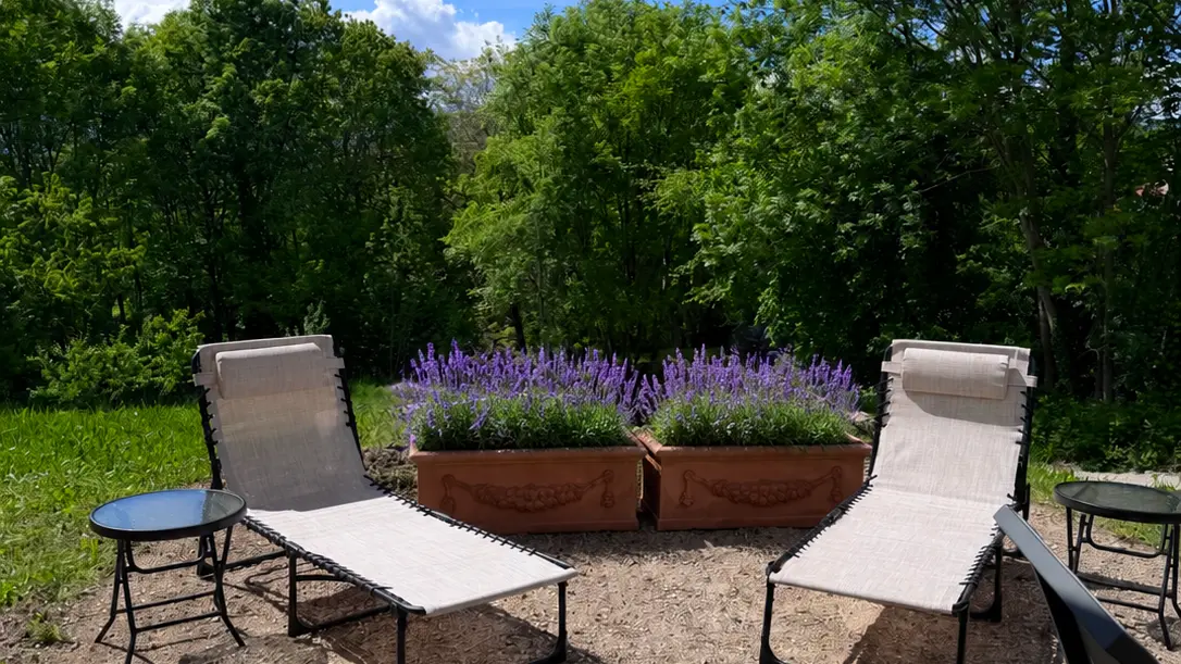 Une terrasse égravillonnée avec deux chaises longues, de la lavande en jardinières et des arbres en arrière-plan.