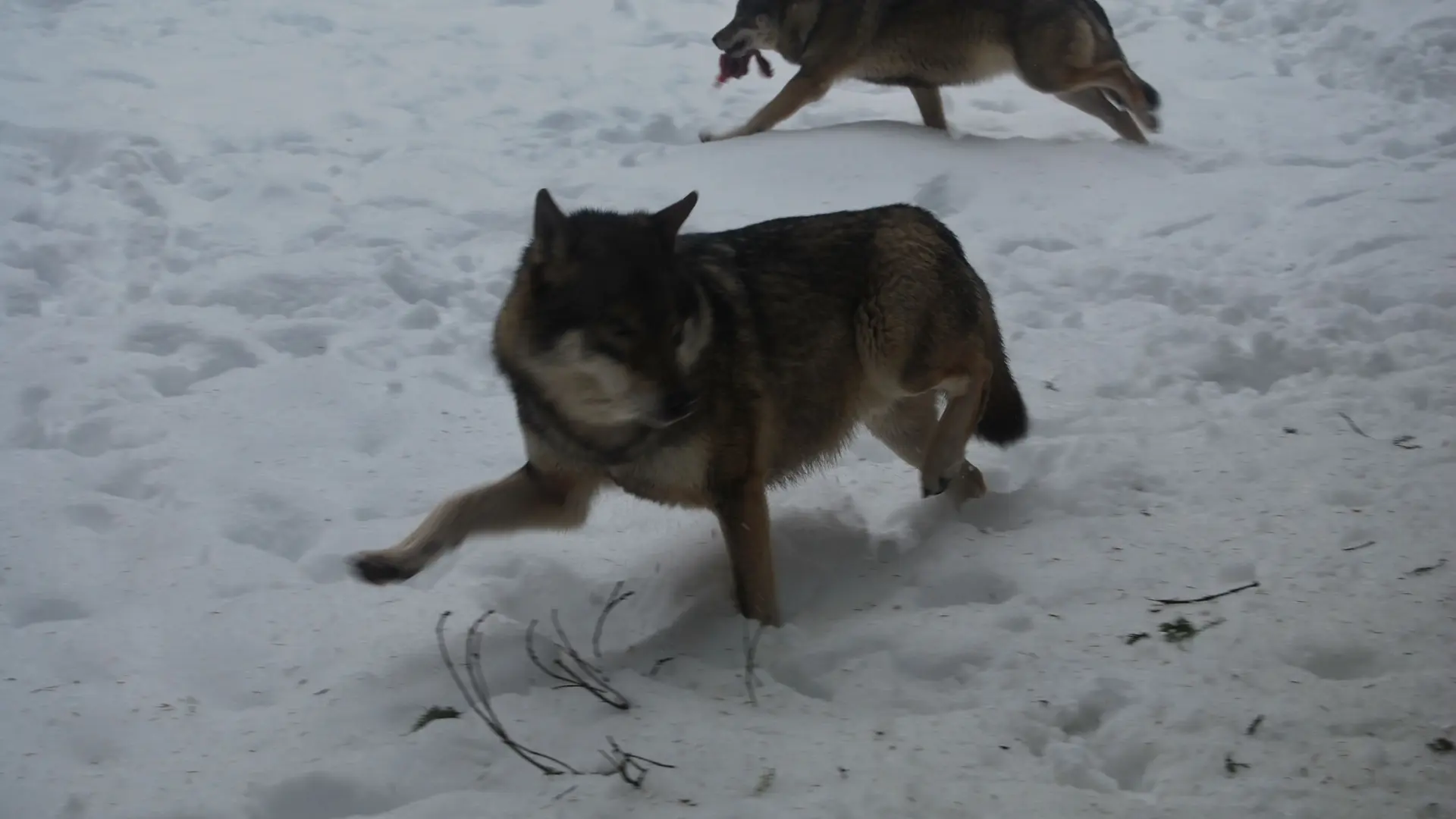 Parc Alpha Loup du Boréon