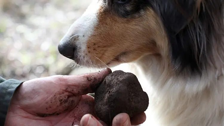 Chasse à la truffe_L'Isle-sur-la-Sorgue chien + truffe