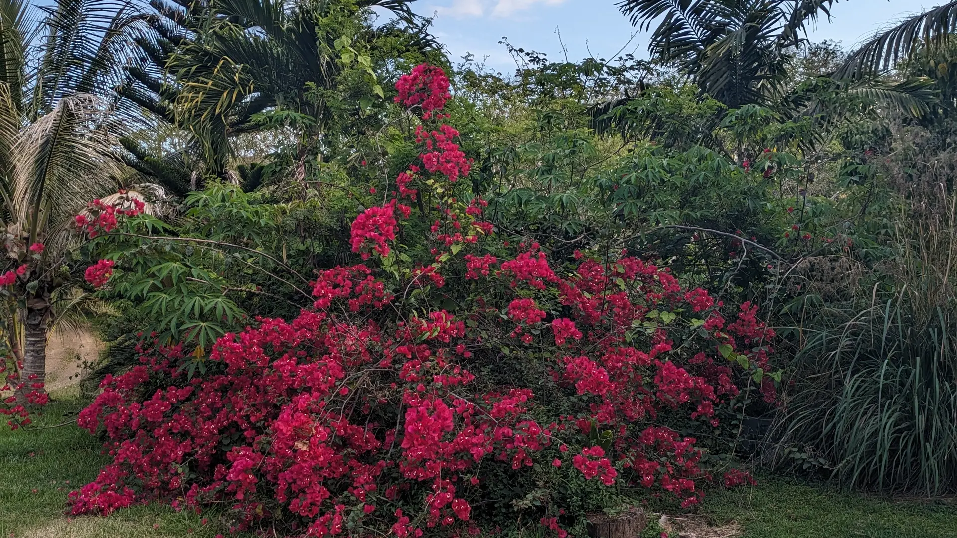 Un lieu fleuri