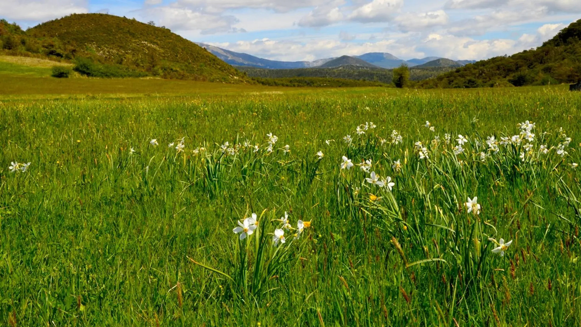 Les prairies de Saint Pierre