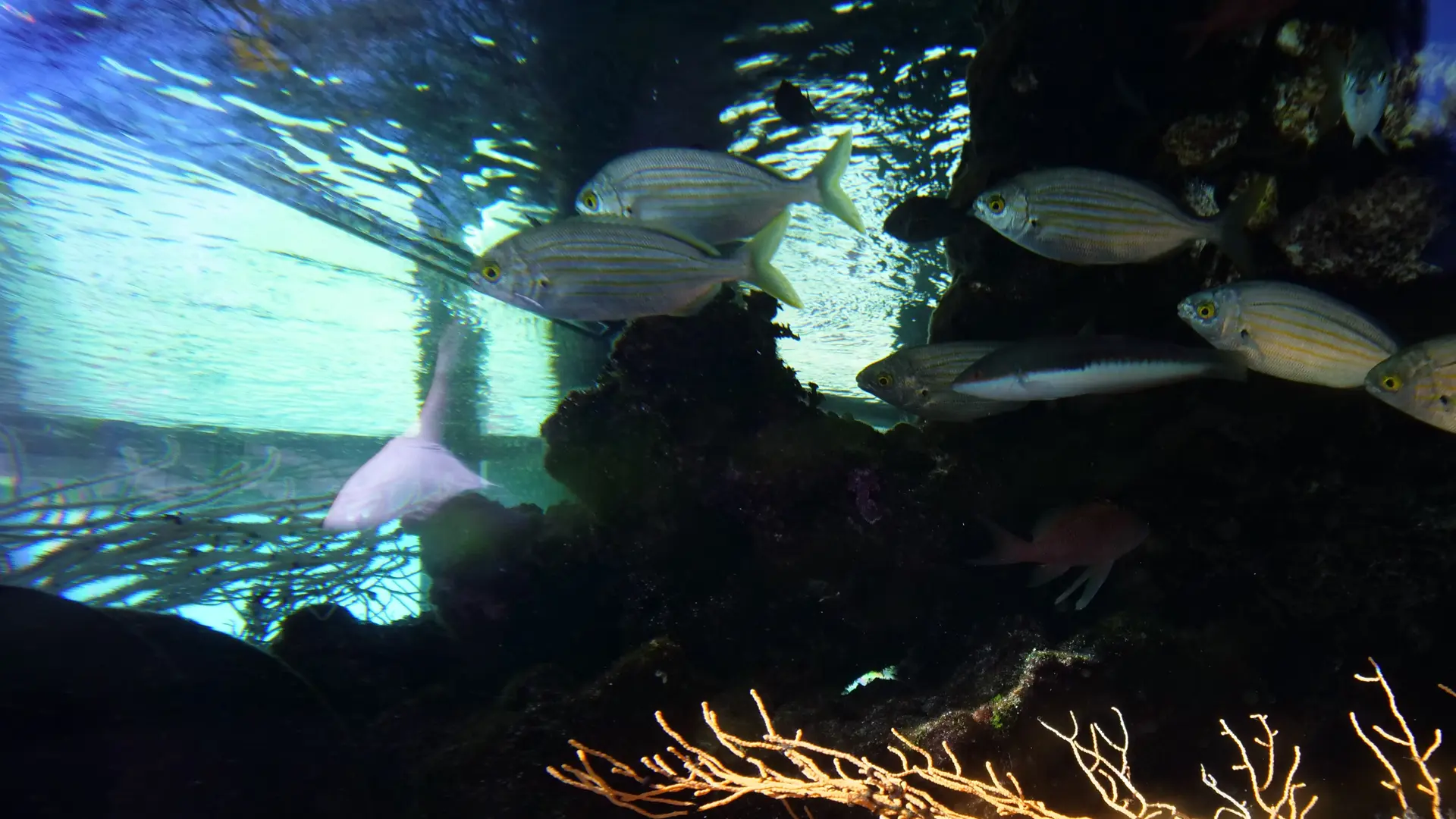 Le petit Aquarium de la Madrague