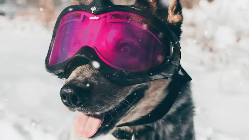 Chiens heureux sous la neige - Val Dogs